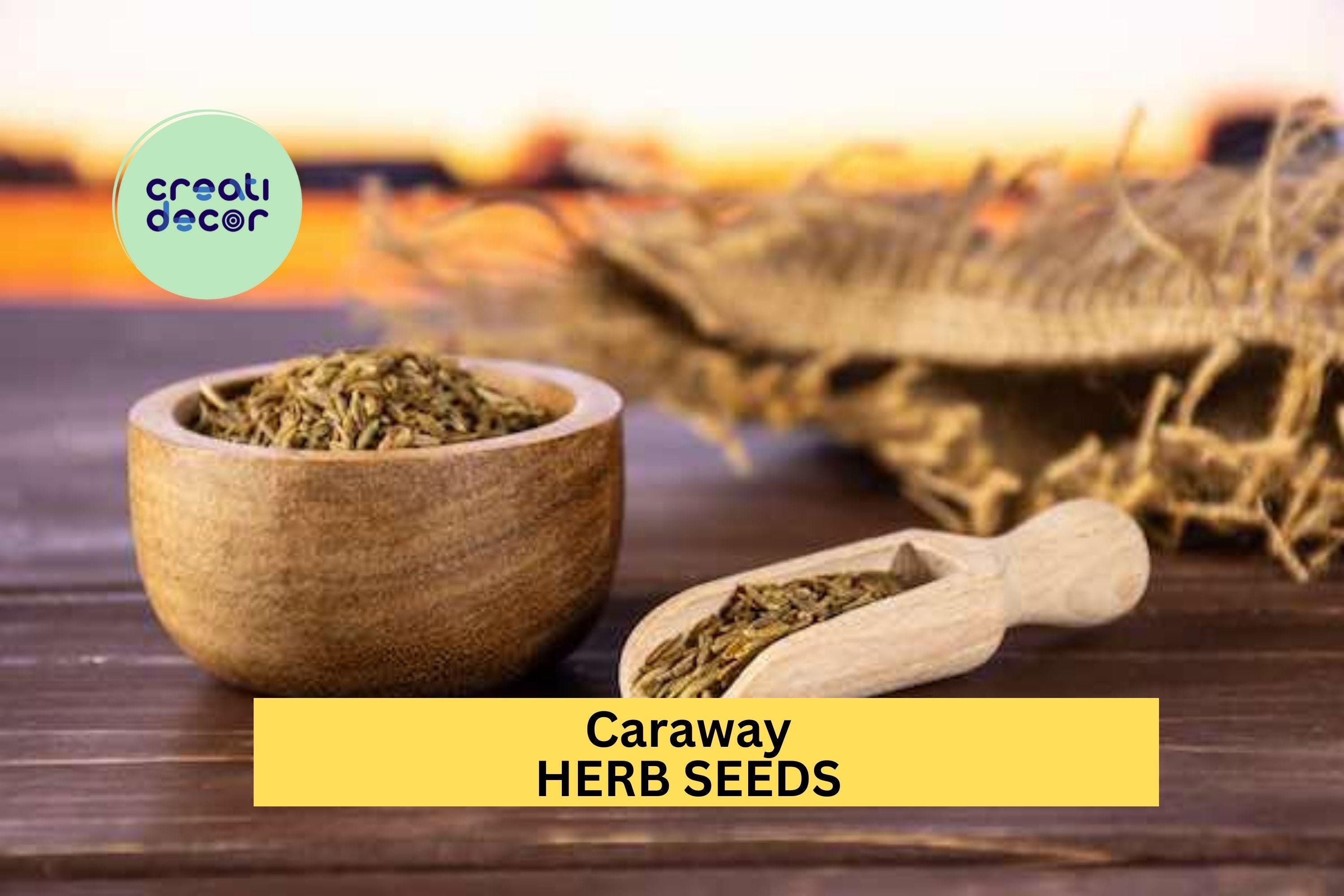 3pcs of 1g Caraway Seeds – Aromatic Herb for Cooking, Baking & Pollinator Gardens – Great for Garden Beds or Pots Seeds for Planting