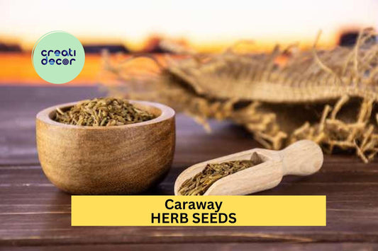 3pcs of 1g Caraway Seeds – Aromatic Herb for Cooking, Baking & Pollinator Gardens – Great for Garden Beds or Pots Seeds for Planting