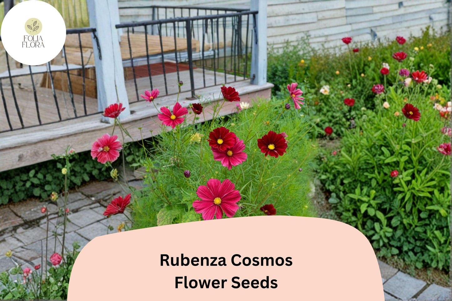 200+ Rubenza Cosmos Seeds | Cosmos Bipinnatus Deep Ruby Red Blooms | Annual Garden Flower Seeds for Planting
