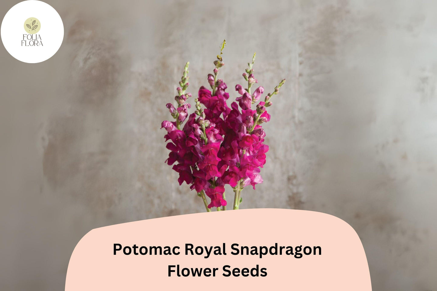 Antirrhinum majus Potomac Royal Snapdragon Seeds – 1000+ Rich Purple Blooms for Garden & Cut Flowers