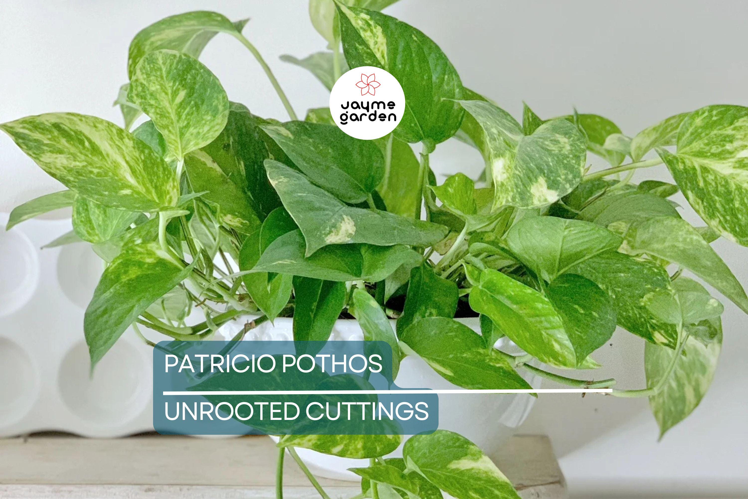 Rare Patricio Pothos Cutting - Highly Variegated Hybrid Golden - Unrooted with 2+ Nodes - Indoor/Outdoor Houseplant