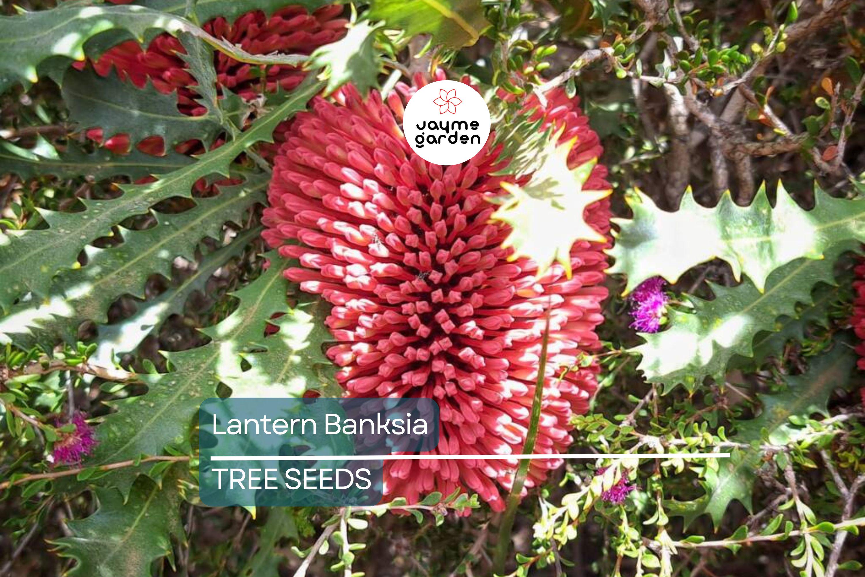 5 Lantern Banksia "Fireworks" Seeds (Banksia ericifolia) – 8' Tall, Exotic Flowering Shrub
