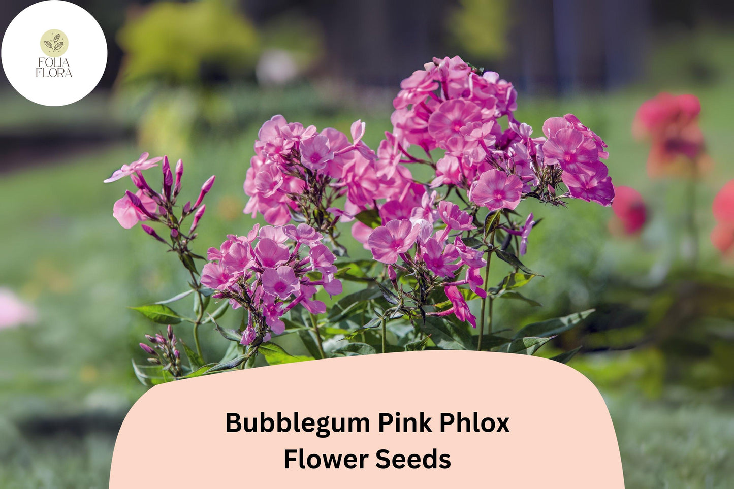 100+ Bubblegum Pink Phlox Seeds – Bright Perennial Garden Flowers, Phlox paniculata