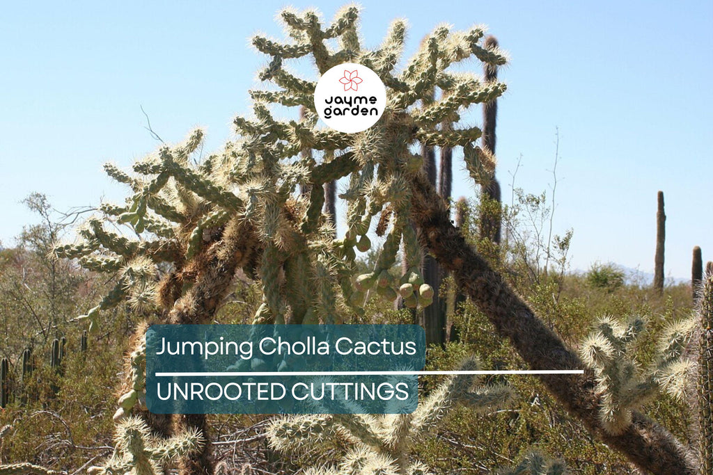 Jumping Cholla Cactus Live Cutting, Fast Growing, Evergreen, Full Sun, Arid Climate, Indoor/Outdoor, Unique Plant for Cacti Lovers
