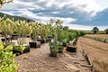 Pithecellobium flexicaule – Texas Ebony 10 Seeds | Evergreen Native Tree | Extremely Drought Tolerant | Dense Shade & Wildlife Value