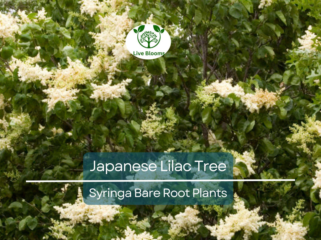 1 Japanese Lilac Tree – Live Bare Root Plant – Syringa reticulata – Fragrant White Summer Blooms – Ornamental Shade Tree