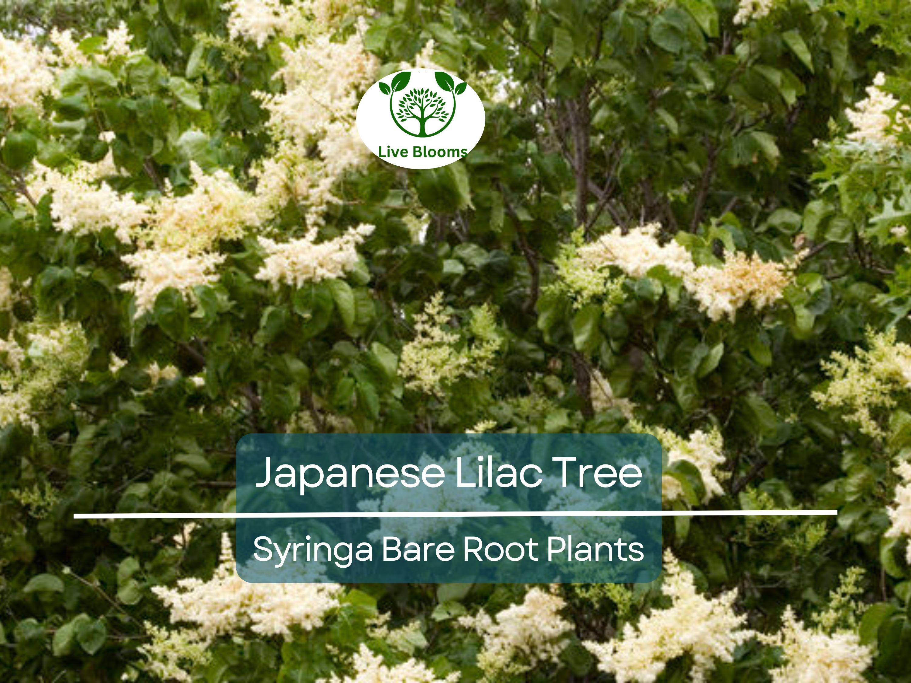 1 Japanese Lilac Tree – Live Bare Root Plant – Syringa reticulata – Fragrant White Summer Blooms – Ornamental Shade Tree