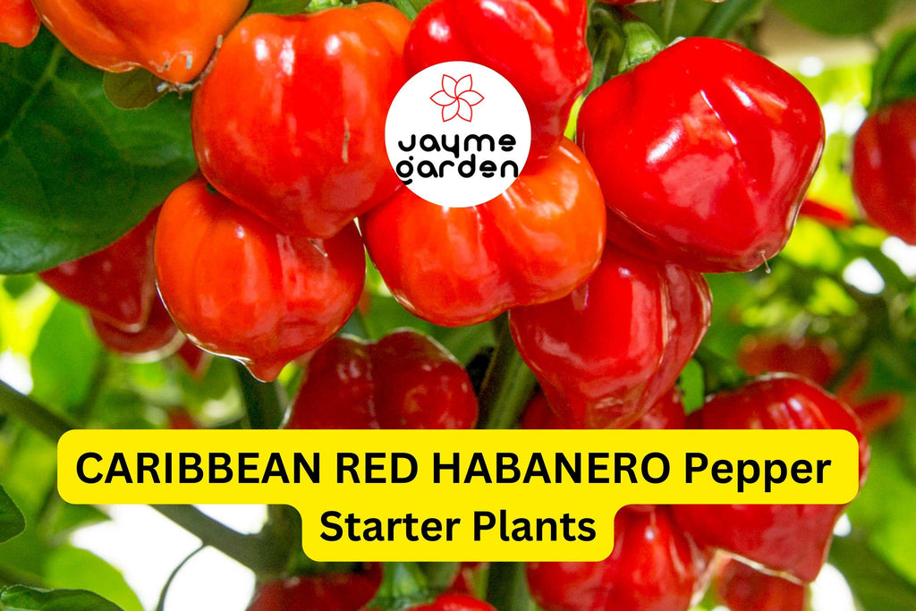 3 Caribbean Red Habanero Starter Plants - Super Hot Pepper - High Yield Chili for Spicy Recipes, Gardens & Container Growing