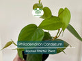 2" Rooted Multi-Cutting Cordatum Starter Plants, Easy to Grow, Ideal for Indoor/Outdoor, Philodendron Cordatum, Heartleaf Vine Cuttings