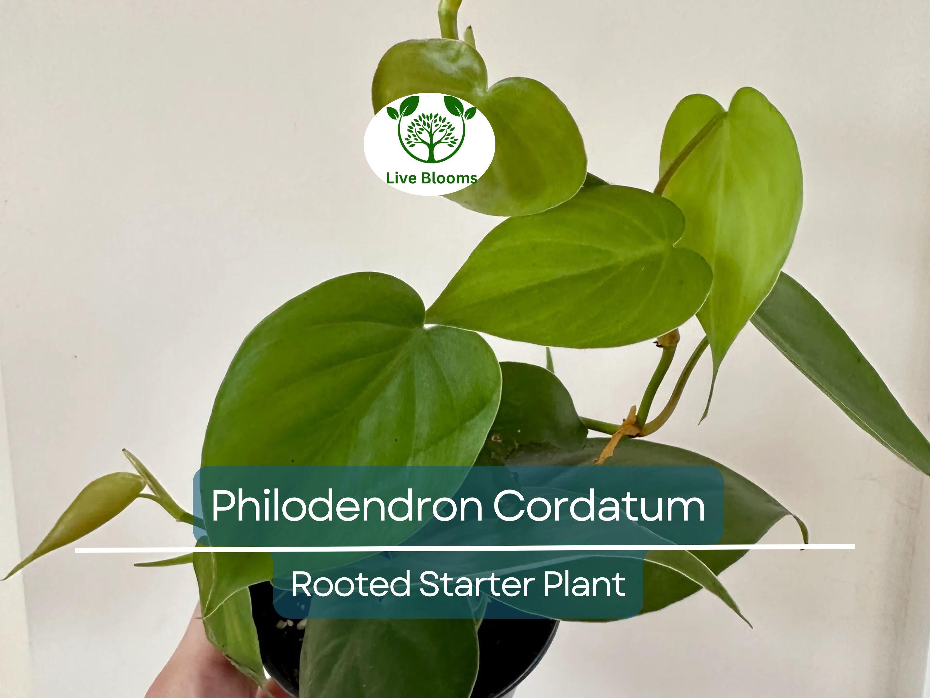 2" Rooted Multi-Cutting Cordatum Starter Plants, Easy to Grow, Ideal for Indoor/Outdoor, Philodendron Cordatum, Heartleaf Vine Cuttings