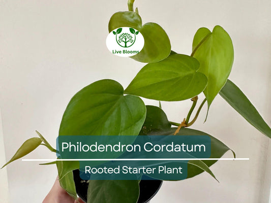 2" Rooted Multi-Cutting Cordatum Starter Plants, Easy to Grow, Ideal for Indoor/Outdoor, Philodendron Cordatum, Heartleaf Vine Cuttings