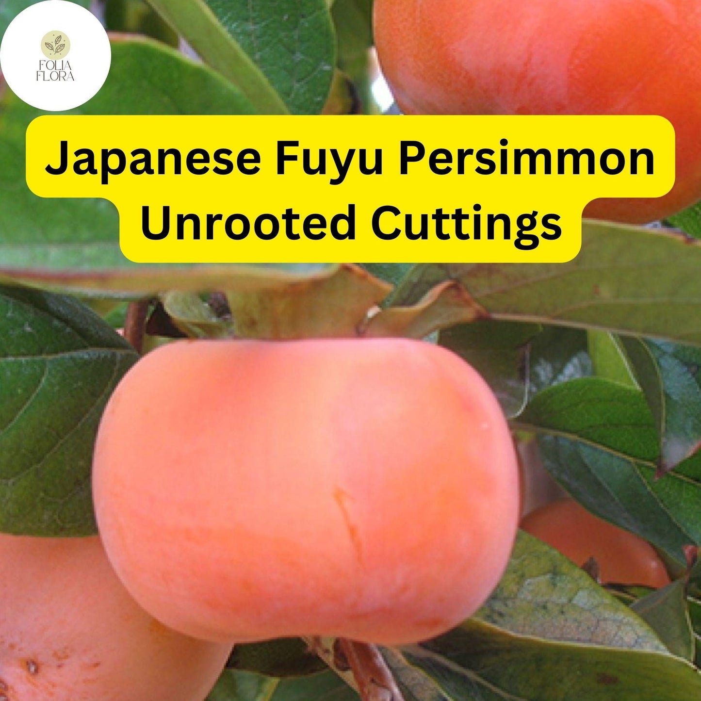 4 Japanese Fuyu Persimmon Unrooted Cuttings, Diospyros kaki, Easy to Grow Sweet Fruit Tree