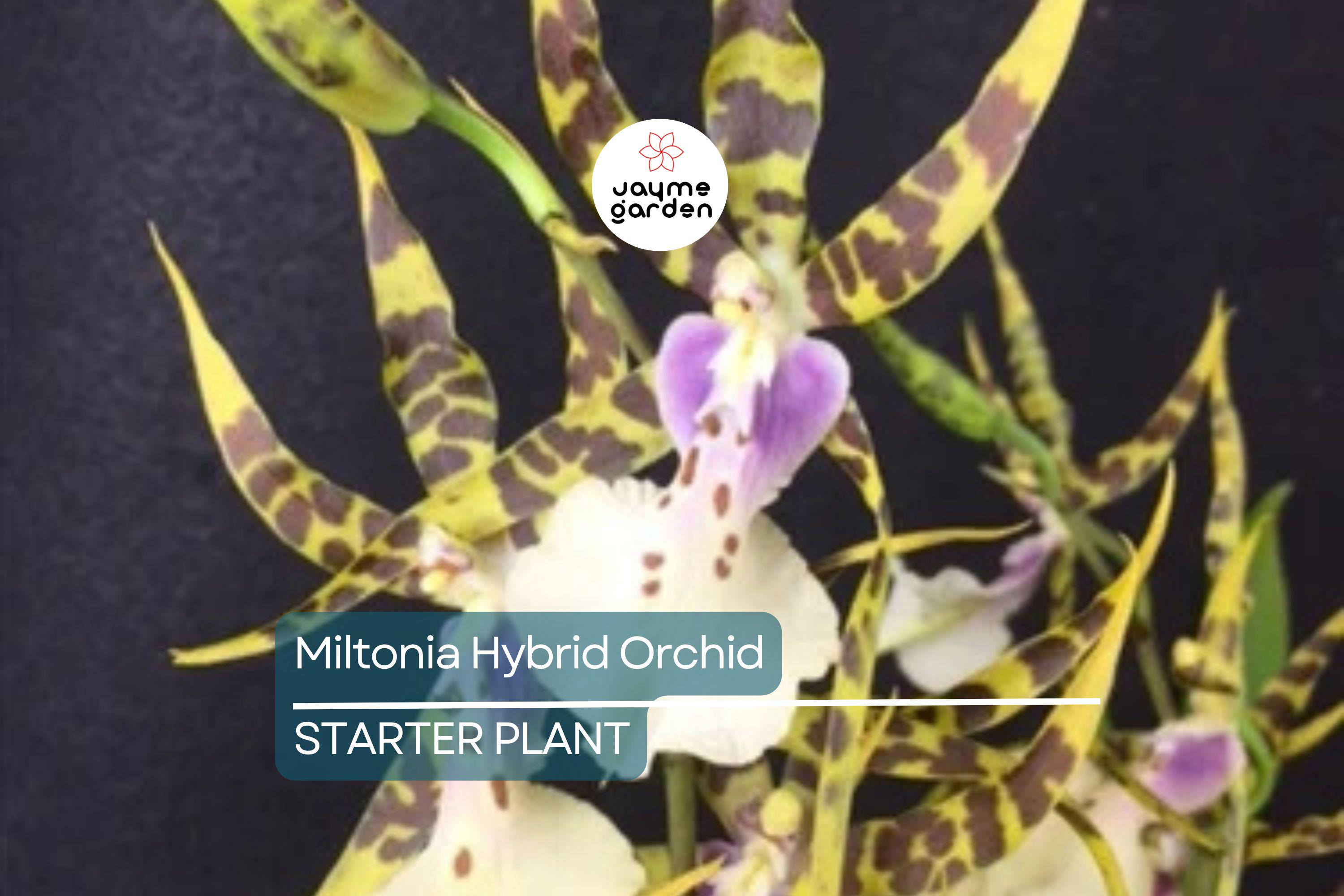 Blooming Size Miltonia Hybrid Orchid | Unique New Cross | 3-6 Flowers Per Spike | 3-4" Blooms | Live Plant in 3.25" Pot
