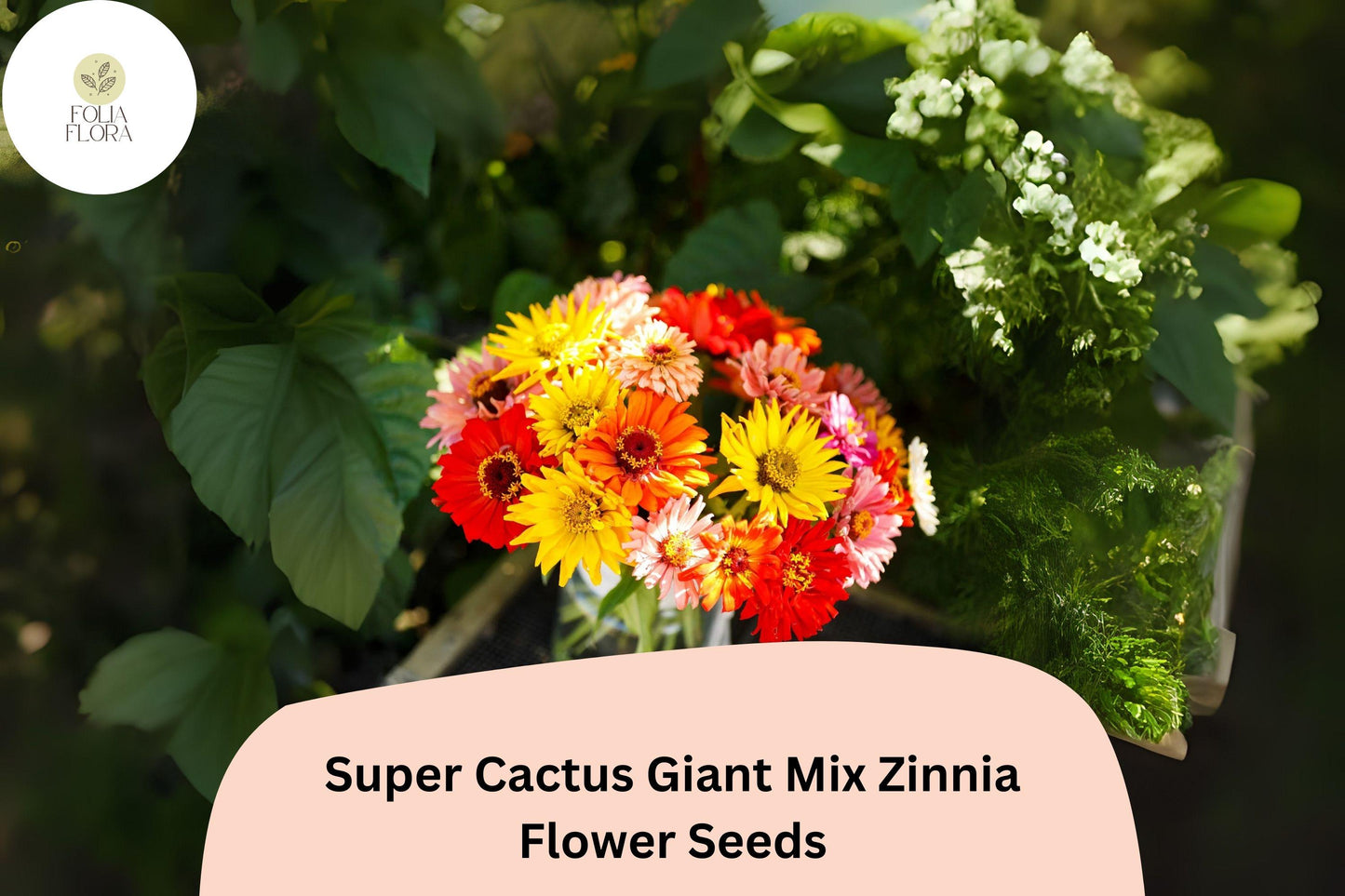 100+ Super Cactus Giant Mix Zinnia Seeds – Large Non-GMO Annual Flowers for Garden Planting & Cut Bouquets
