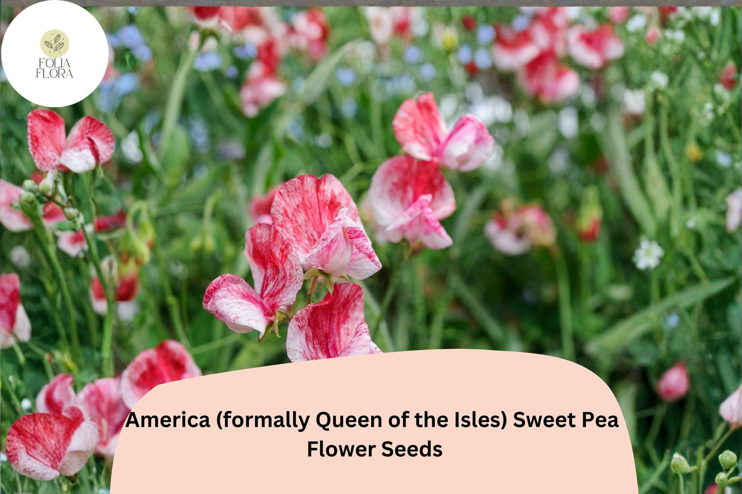 50+ America Sweet Pea Seeds | Formerly Queen of the Isles | Fragrant Climbing Annual Flower for Garden & Trellis