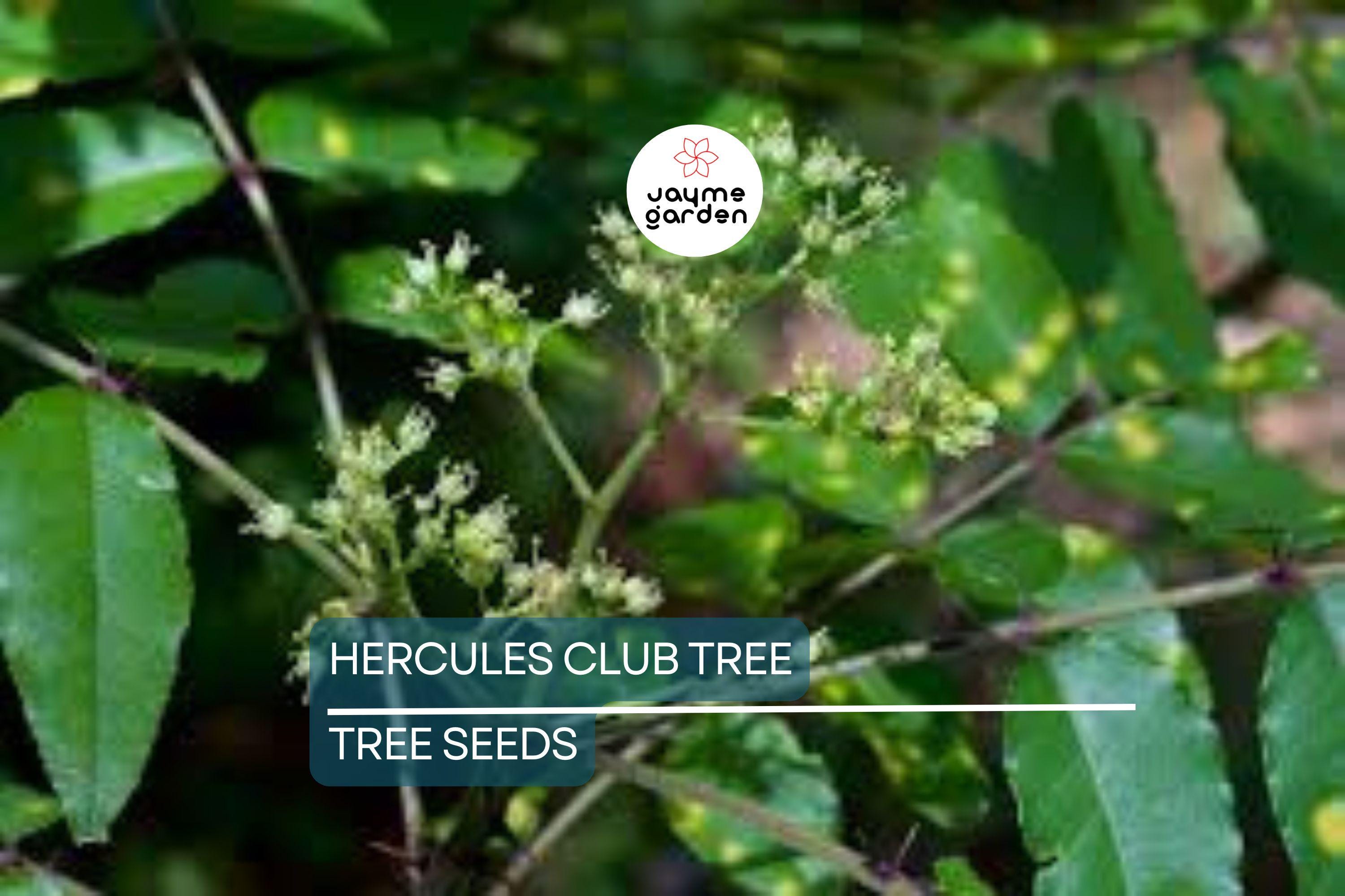 20 Hercules' Club Tree Seeds - Zanthoxylum clava-herculis, Prickly Ash, Rare Fast-Growing, Full Sun, USDA Zones 7-9, 50 ft Height