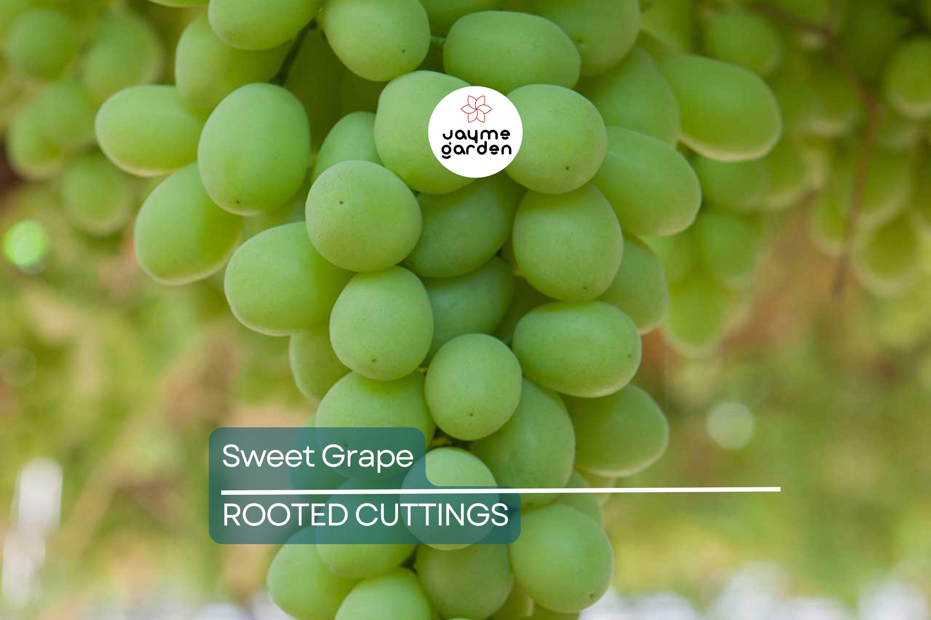 Sweet Seedless Green Grape Cutting Vine - Rooted Live Plant - Ready to Plant, Easy Care Grape Vine