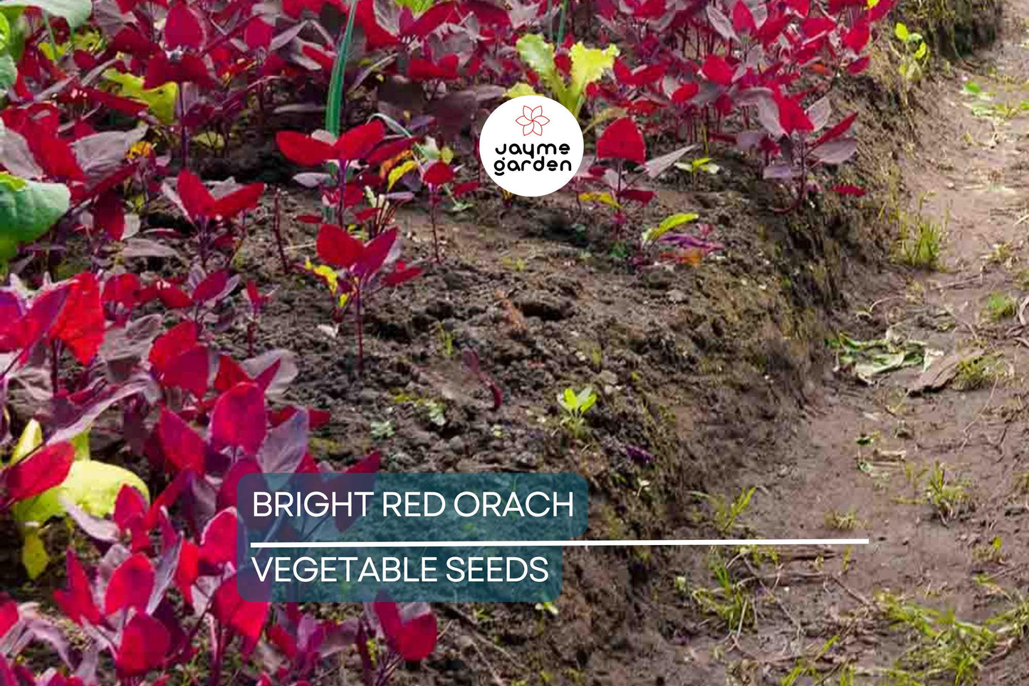 300 Bright Red Orach Seeds, French Spinach (Atriplex hortensis) Heirloom, 1' Tall, Free Shipping