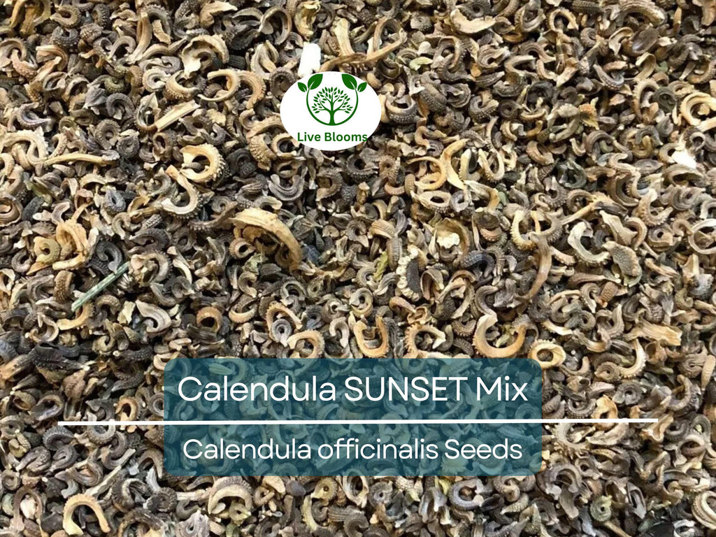 50 Seeds Calendula SUNSET Mix Double Blooms (Calendula officinalis), Bi-Colored, Heirloom, Edible Flowers, Non-GMO, Perfect for Gardens