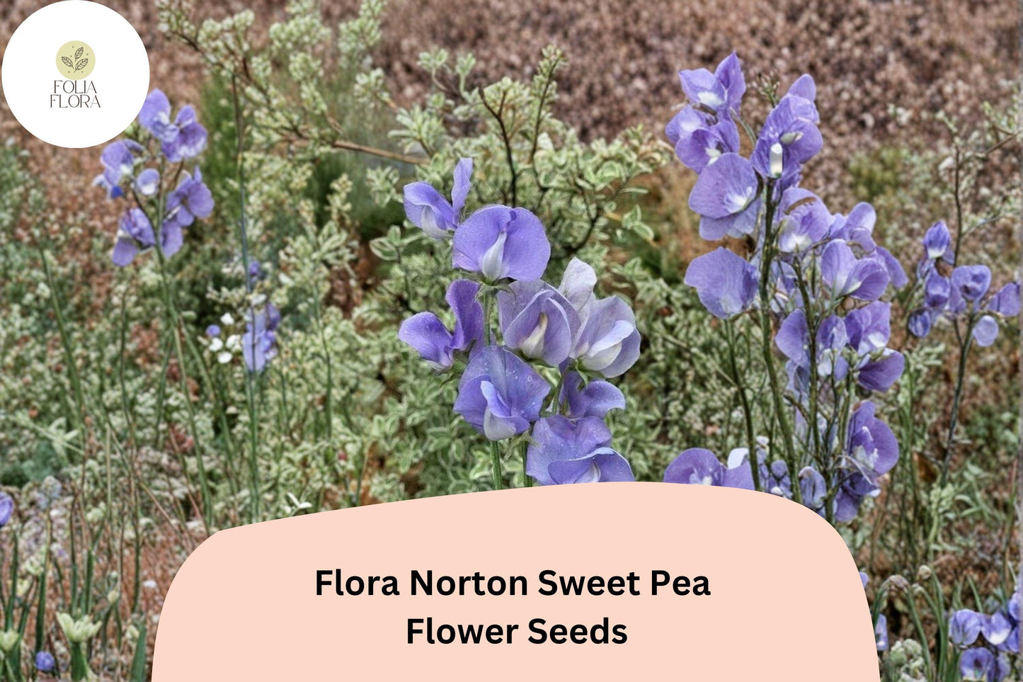50+ Flora Norton Sweet Pea Seeds | Fragrant Blue Flower for Garden Trellis, Fence & Cut Flowers