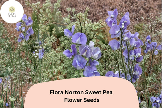50+ Flora Norton Sweet Pea Seeds | Fragrant Blue Flower for Garden Trellis, Fence & Cut Flowers
