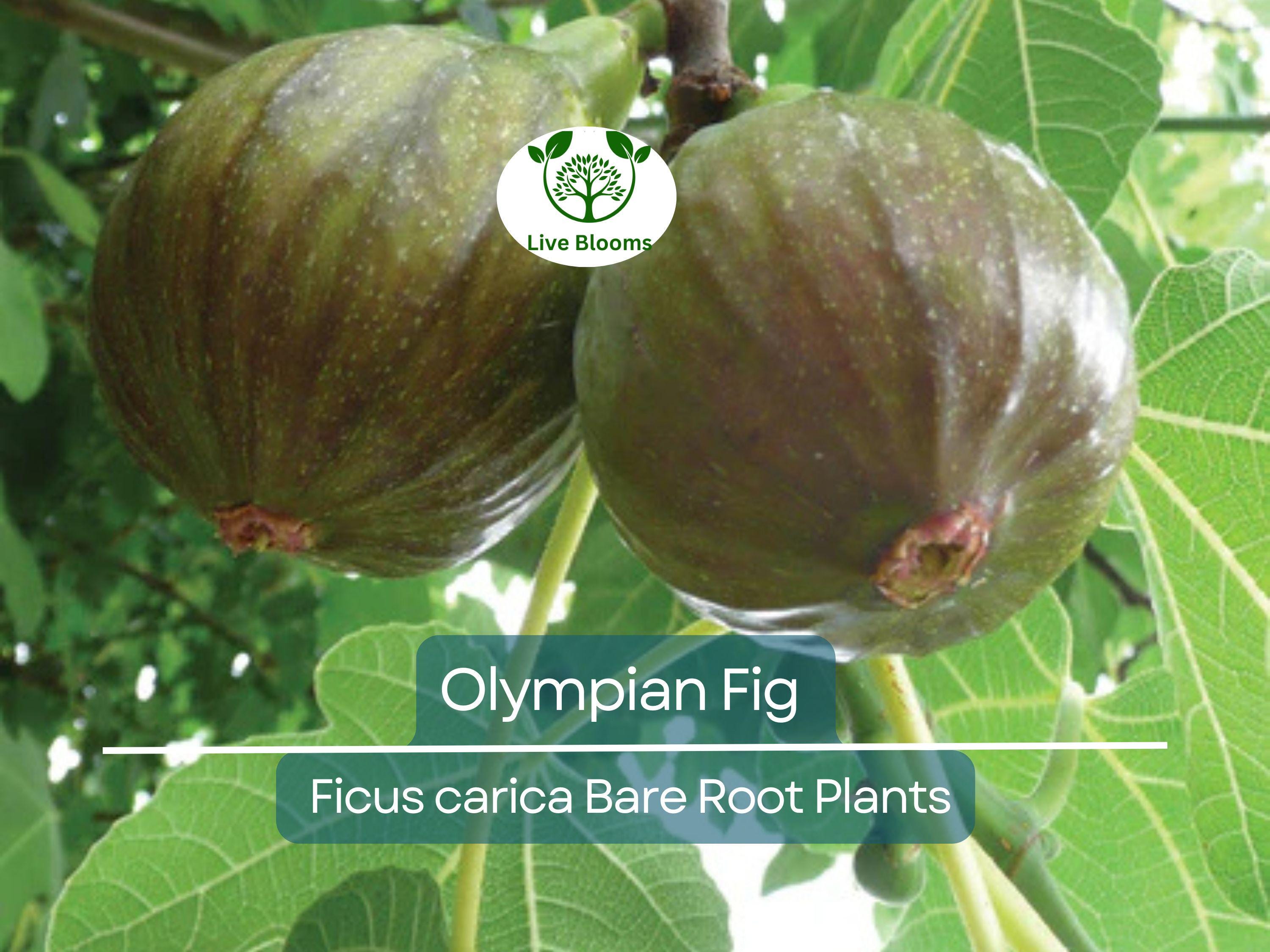 1 Olympian Fig Tree Bare Root Starter Plants - Ficus carica, Cold Hardy, Sweet Fruit, Edible Garden, Non-GMO Live Plant