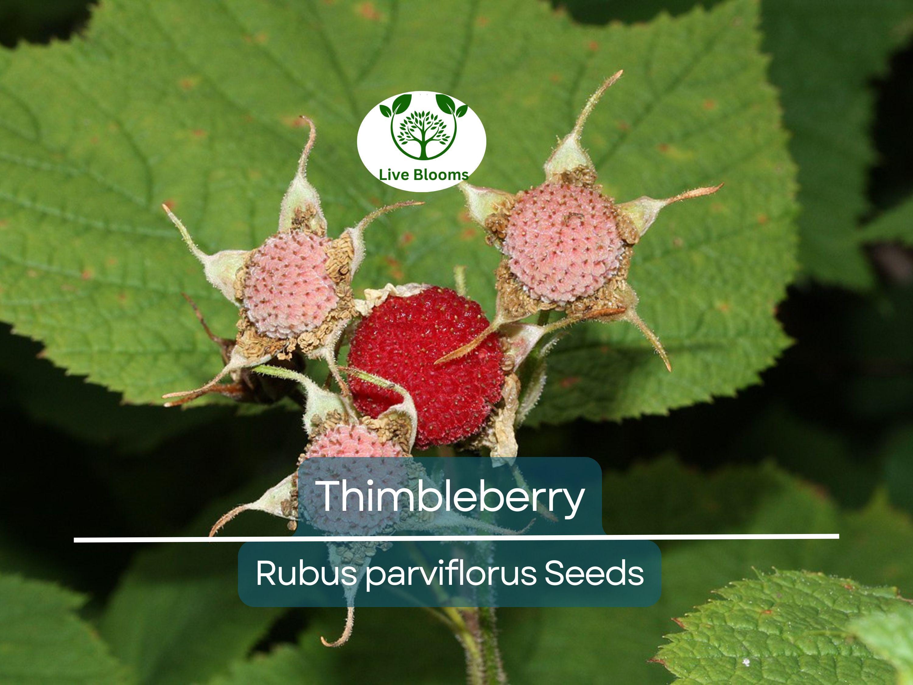 50 Thimbleberry Seeds (Rubus parviflorus) – Flowering Raspberry, Sweet Berry Fruit, Hardy Bush, Easy to Grow, Edible Fruit for Garden