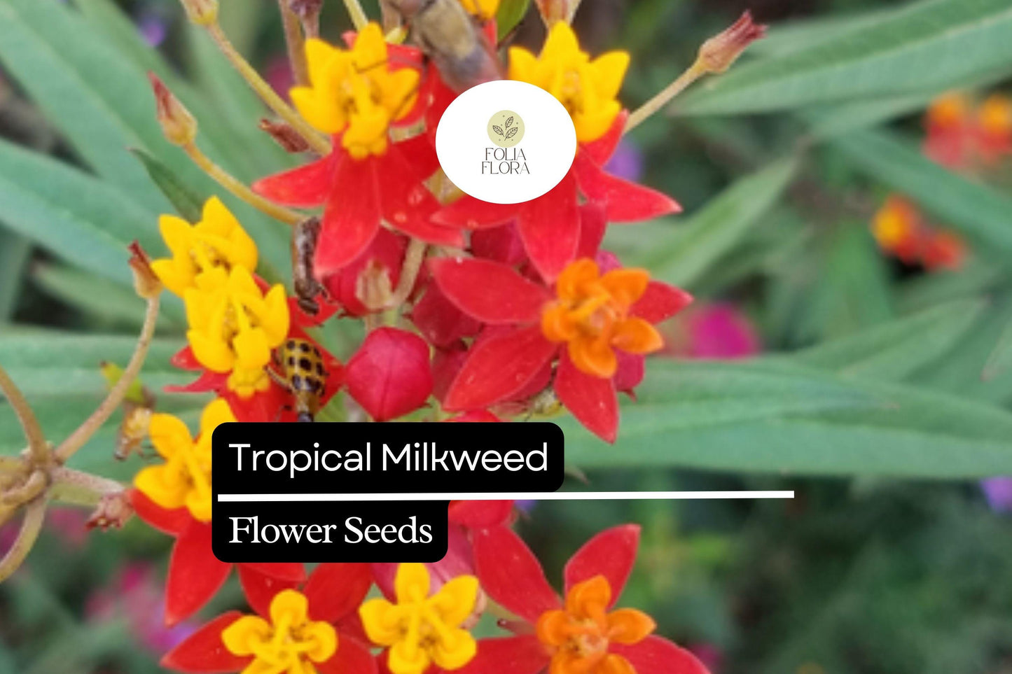 25 Seeds Tropical Milkweed (Asclepias curassavica) | Monarch Host Plant with Red-Orange Flowers | Pollinator-Friendly & Easy to Grow