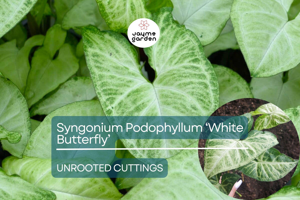 1 Syngonium Podophyllum ‘White Butterfly’ - 7" Unrooted Cutting - Arrowhead Plant for Indoor Decor, Terrariums & Tropical Houseplants