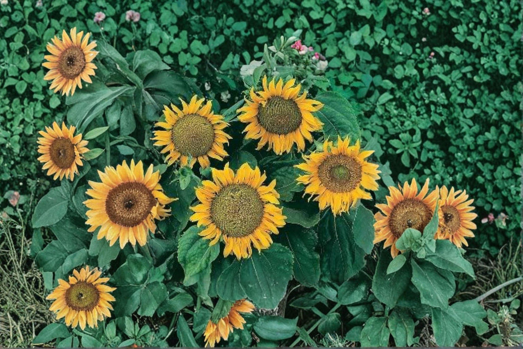 Sunspot Dwarf Sunflower 15 Seeds | Classic Giant Bloom | Compact Dwarf Plant | Perfect for Pots & Small Gardens