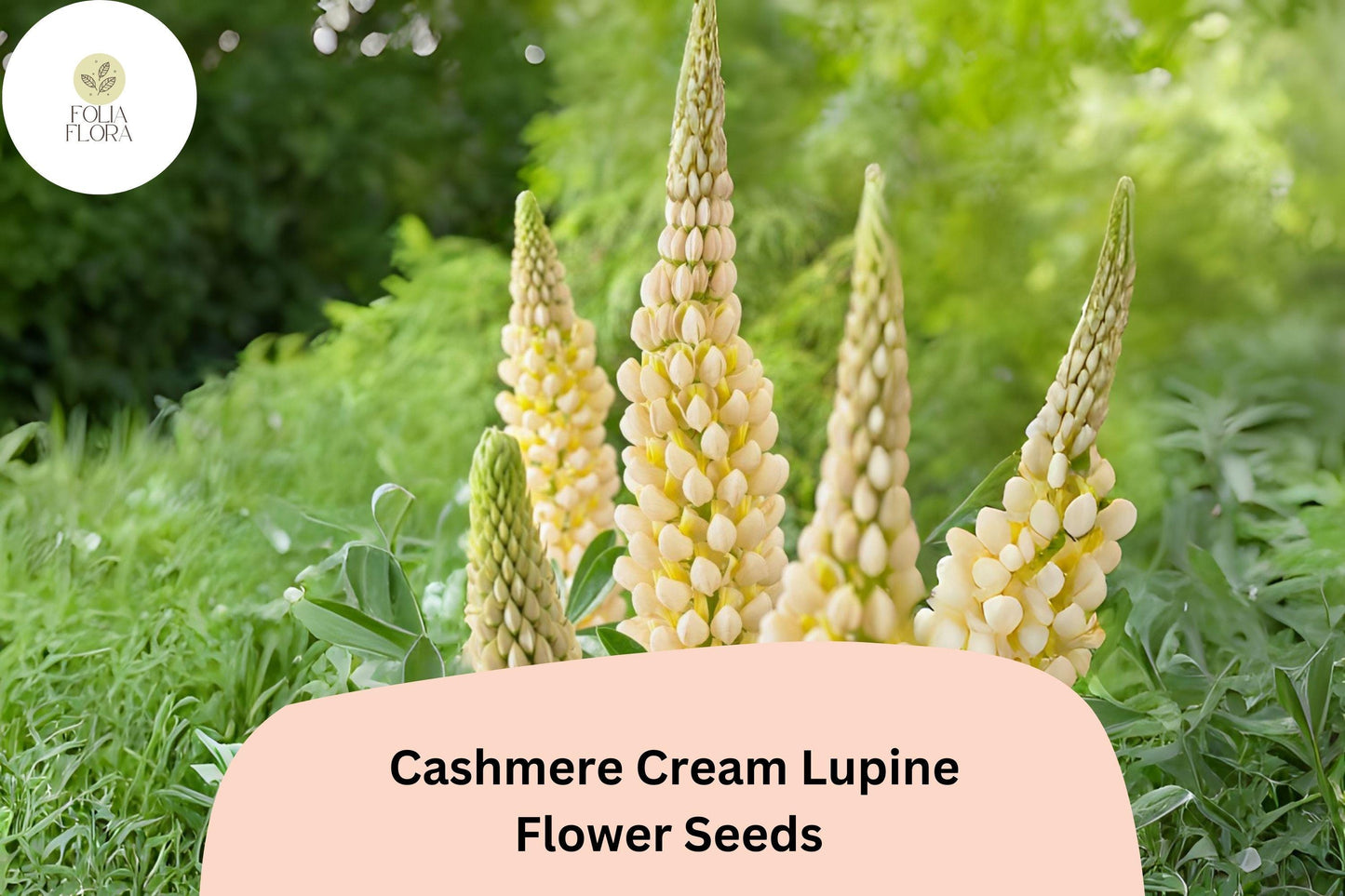 Lupinus ‘Cashmere Cream’ Lupine Seeds – 25+ Elegant Creamy White Blooms for Gardens & Pollinators