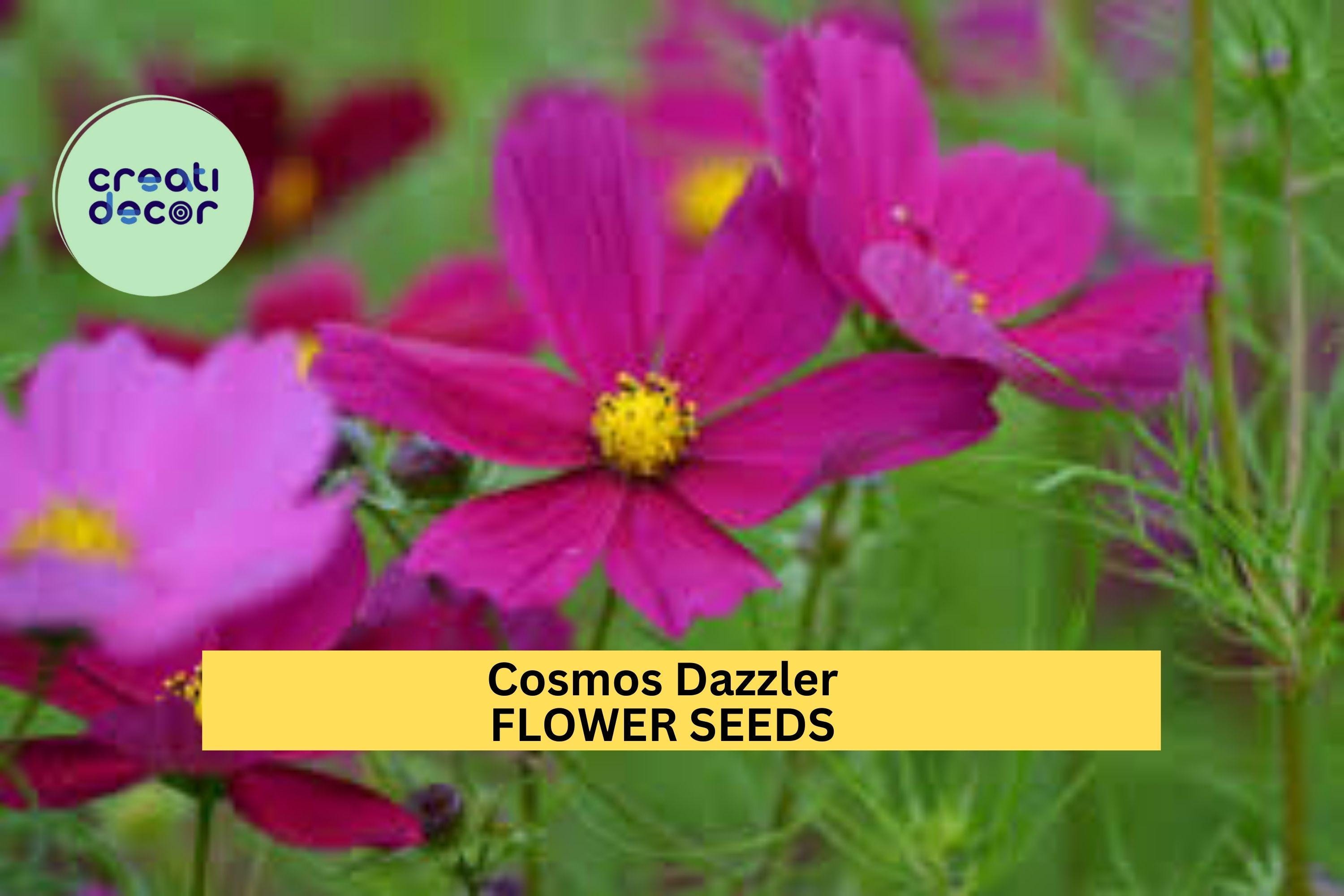 3pcs of 1g Cosmos Dazzler Seeds – Deep Rose-Red Blooms for Cottage Gardens, Pollinator Beds, or Summer Flower Borders Seeds for Planting