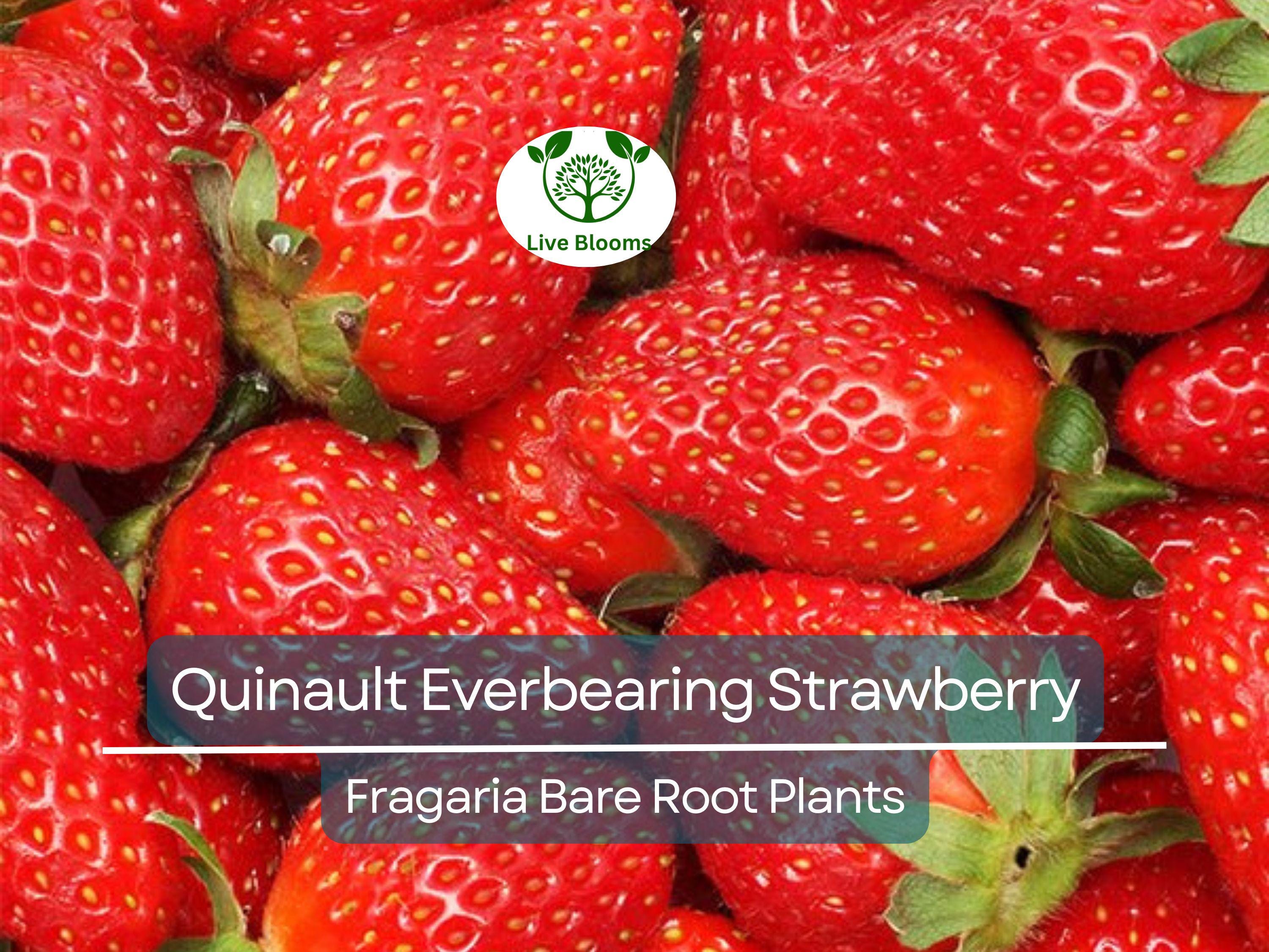 25 Quinault Everbearing Strawberry Plants - Bare Root - Fragaria × ananassa - Sweet, Juicy, Heirloom, Non-GMO, Easy to Grow
