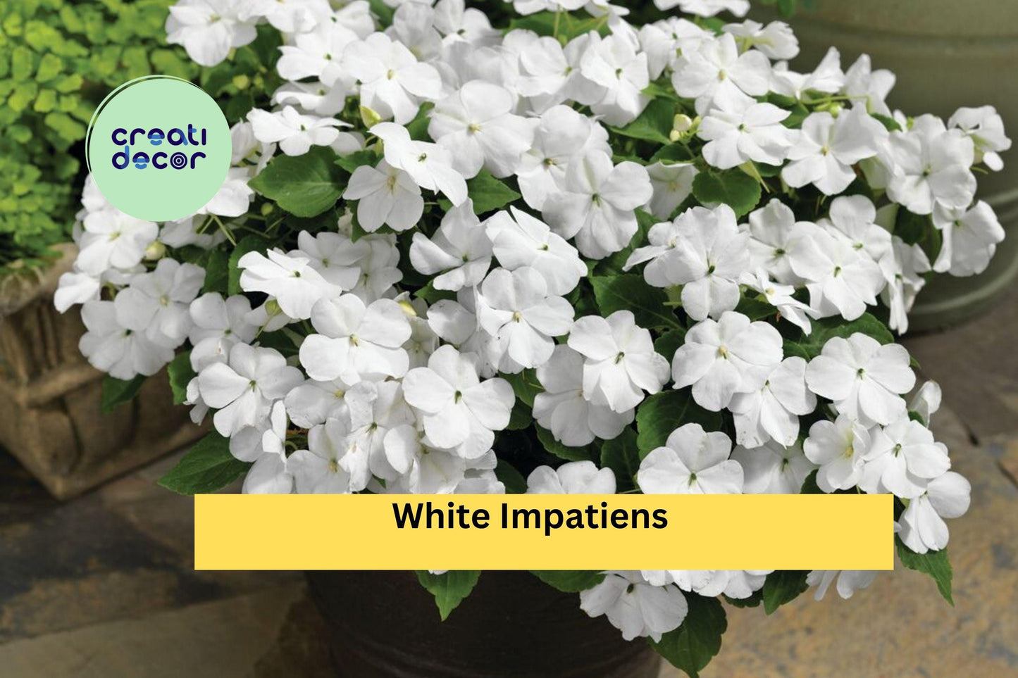 White Impatiens Plants | Live Rooted 6-Inch Starter | Impatiens walleriana Annual Flower for Containers, Borders & Shaded Gardens