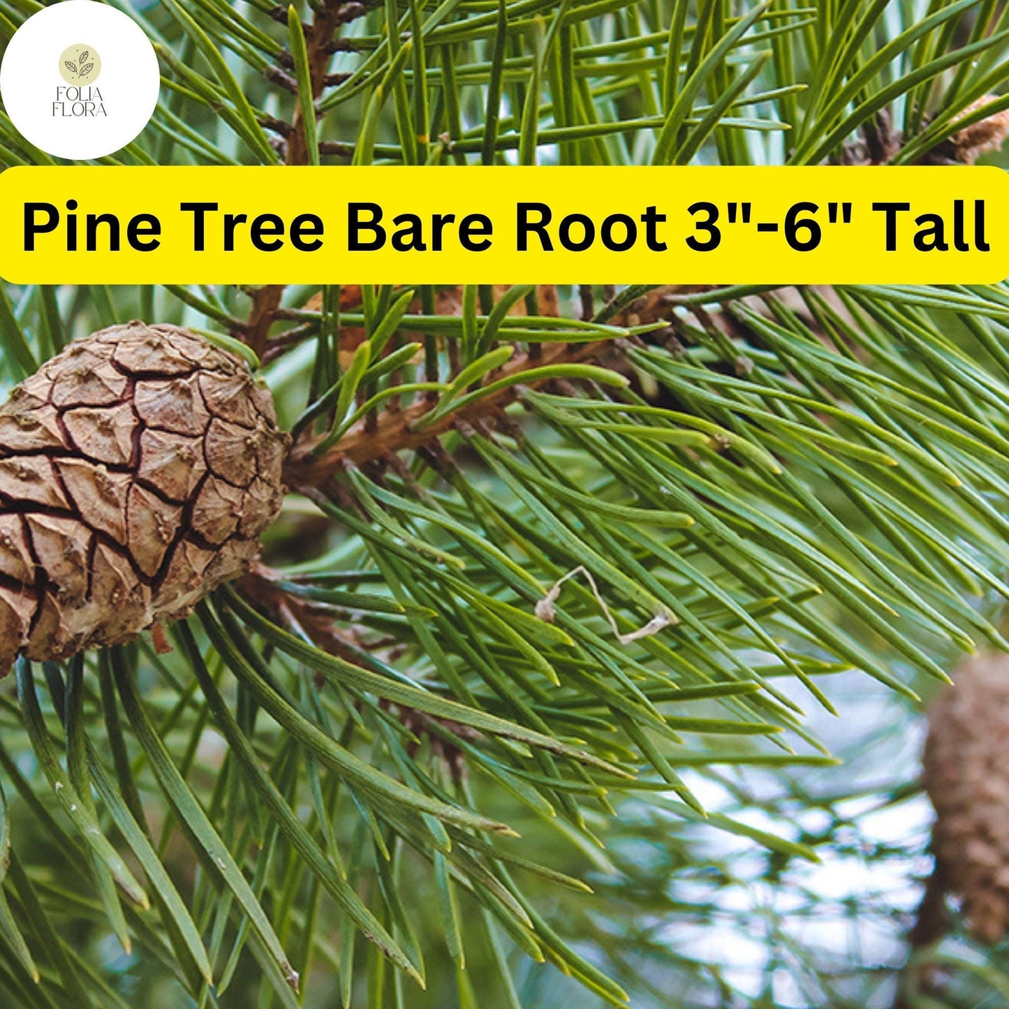 10 Pine Tree Seedlings 3"-6" Tall, Bare Root, Fast-Growing Wild Pines for Landscaping