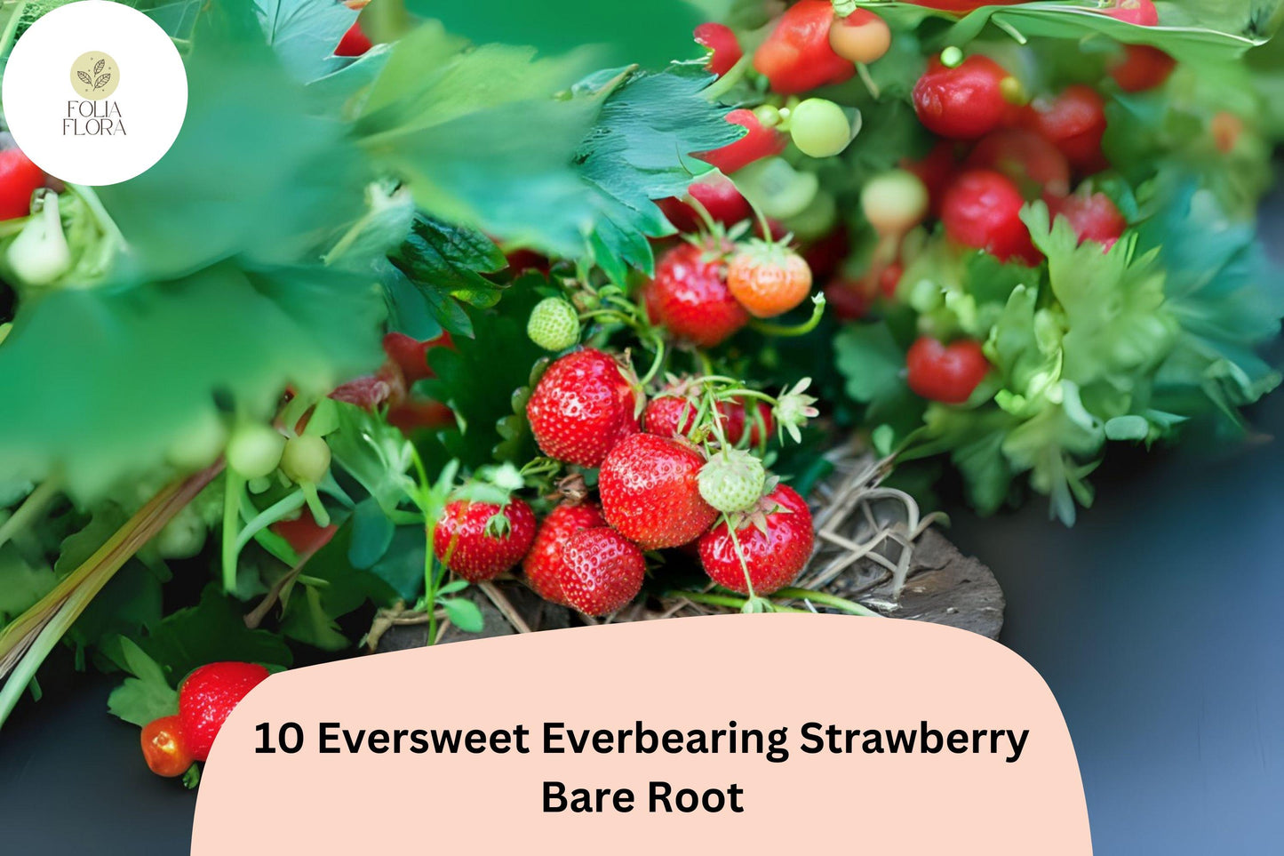 10 Eversweet Everbearing Strawberry Plants | Live Bare Root | Fragaria × ananassa Garden Fruit