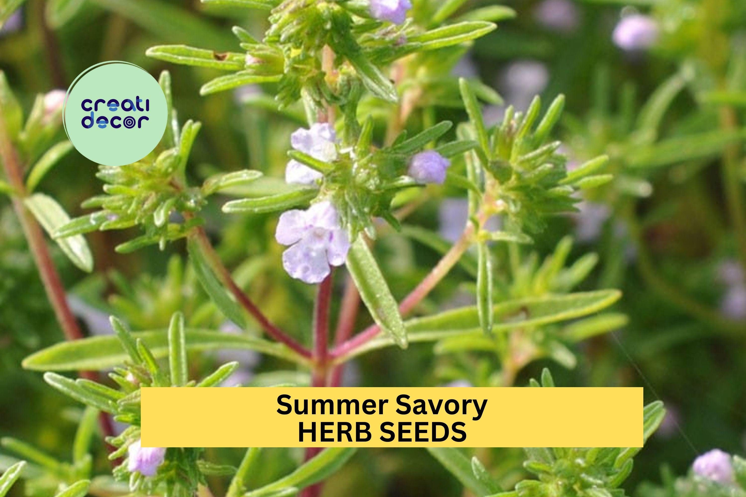 3pcs of 1g Summer Savory Seeds – Aromatic Culinary Herb for Cooking, Garden Beds, and Container Planting Seeds for Planting