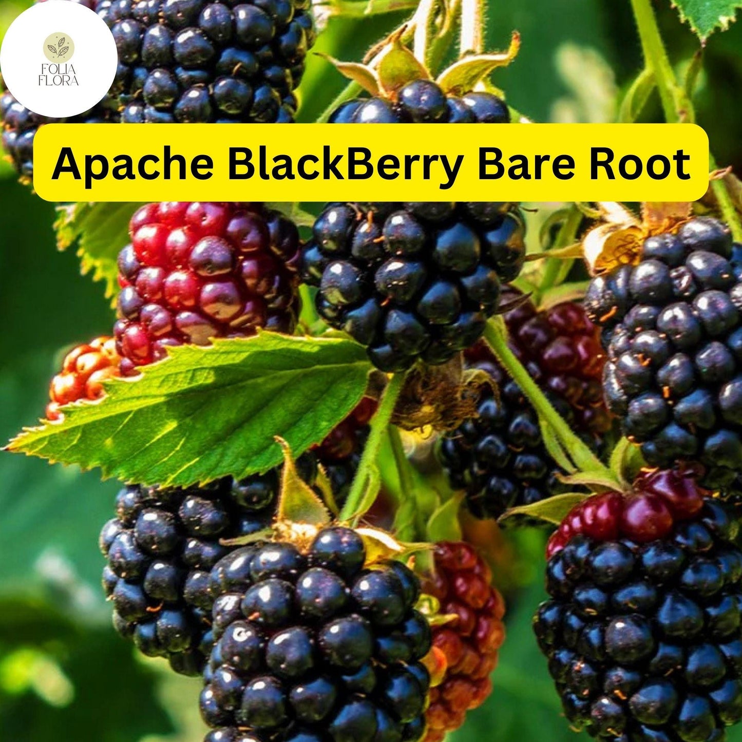 1 Live Bare Root Starter Plant Apache Thornless Blackberry Plant, Rubus, High-Yield Fruit Producer