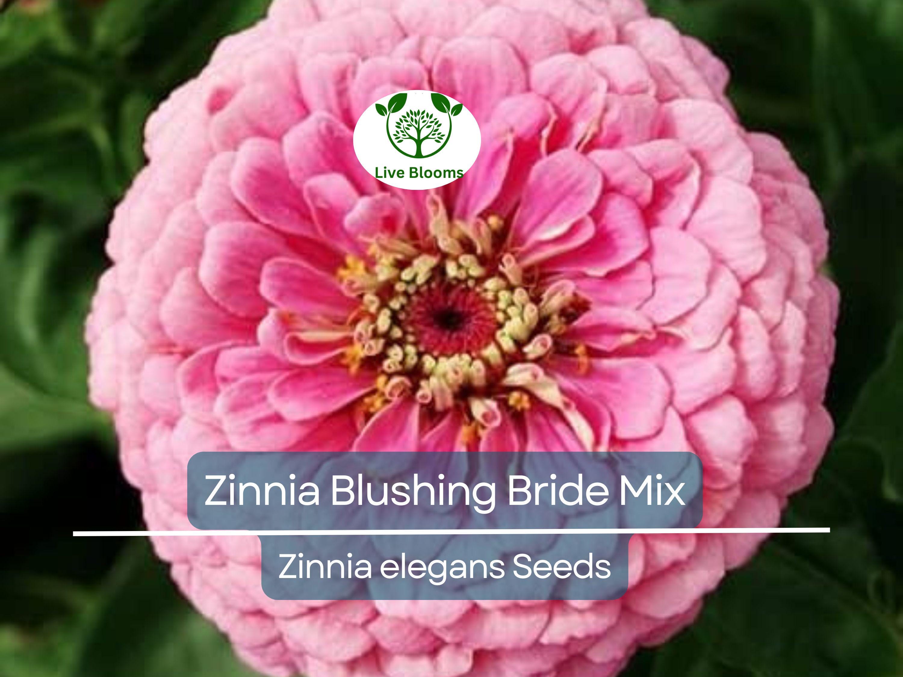 200 Seeds Zinnia Blushing Bride Mix, Cut Flowers, Pollinators, Weddings, Non-GMO, Zinnia elegans, Pink & White Blooms, Easy to Grow