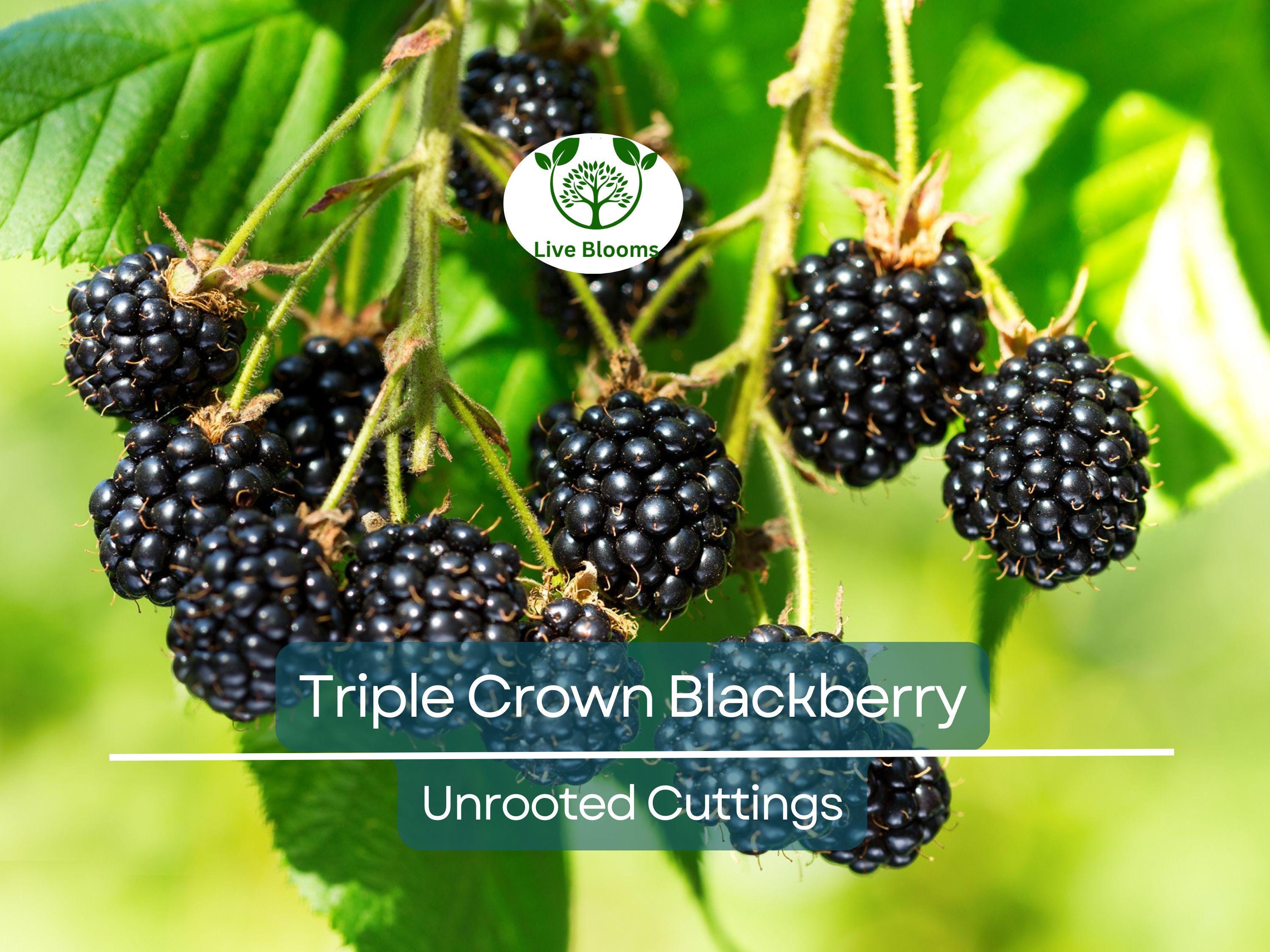 15 TRIPLE CROWN BLACKBERRY Scion Cuttings (Rubus fruticosus) for Rooting or Grafting, 8-10", Heirloom, Sweet Blackberry Bush