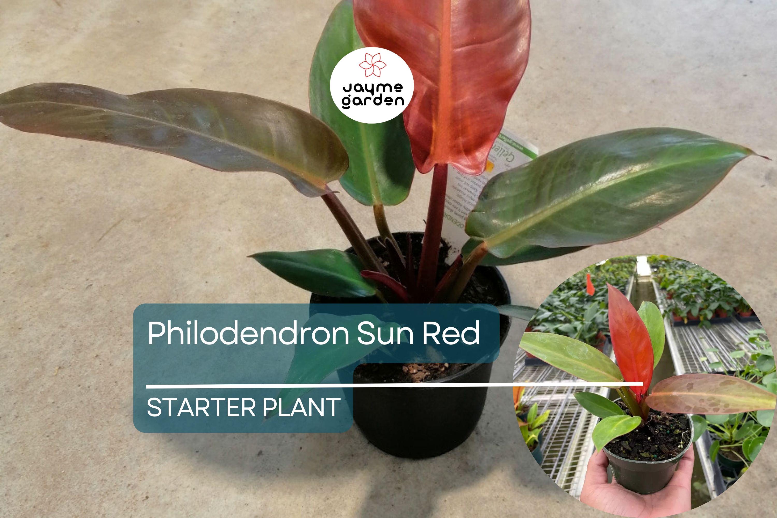 Live Tropical Philodendron Sun Red | Vibrant Indoor Houseplant Starter Plug | Easy-Care Jungle Decor | Perfect Gift for Plant Lovers