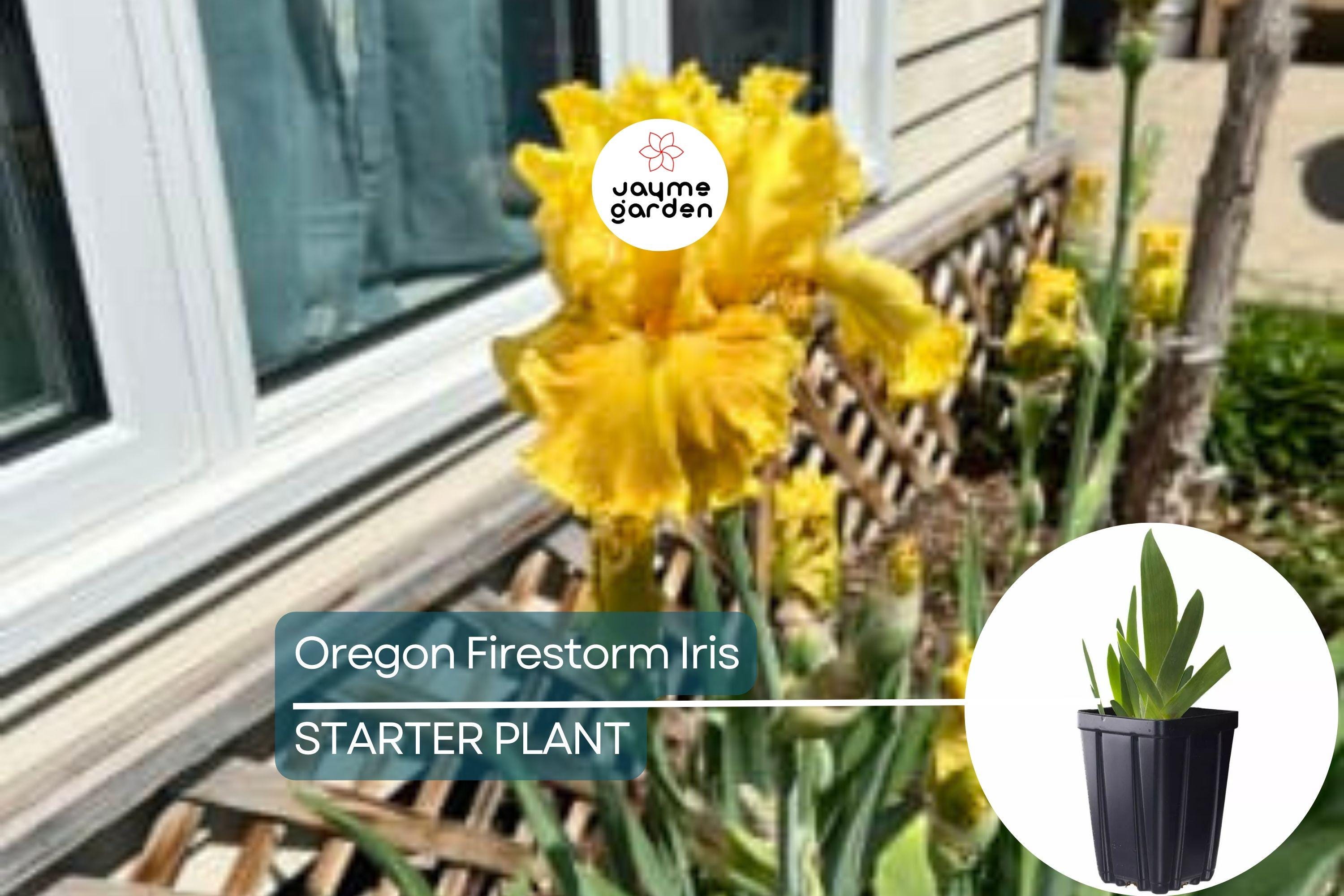 Oregon Firestorm Iris – Quart Pot | Yellow Reblooming Perennial | Deer-Resistant | Drought-Tolerant | Zones 3-10