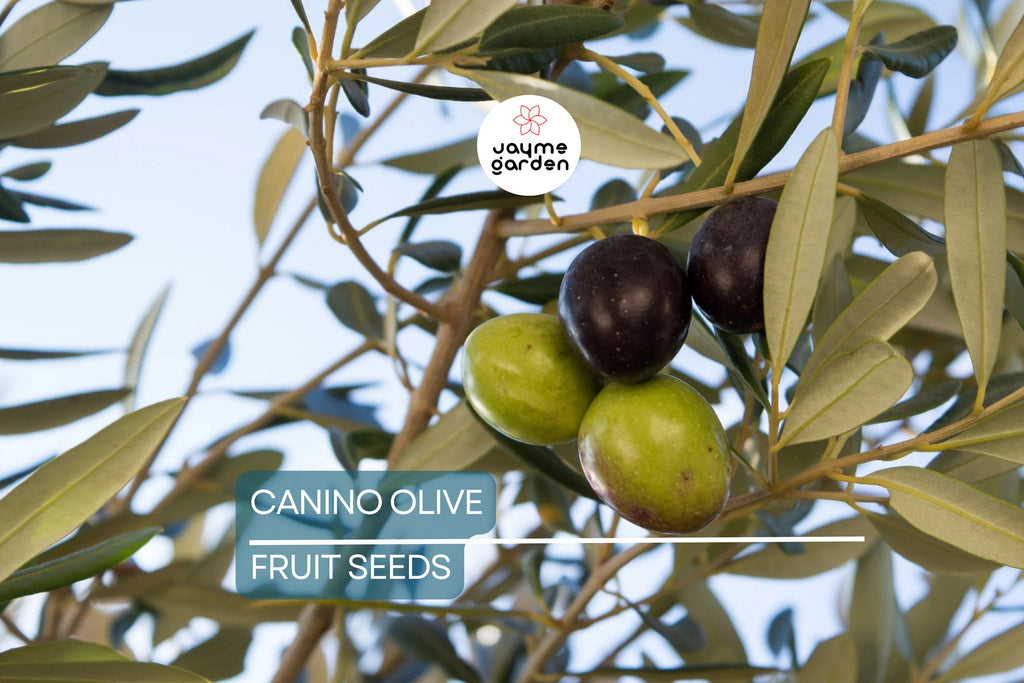 10 Canino Olive Tree Seeds (Olea europaea) – Mediterranean Edible Fruit, Heirloom Variety