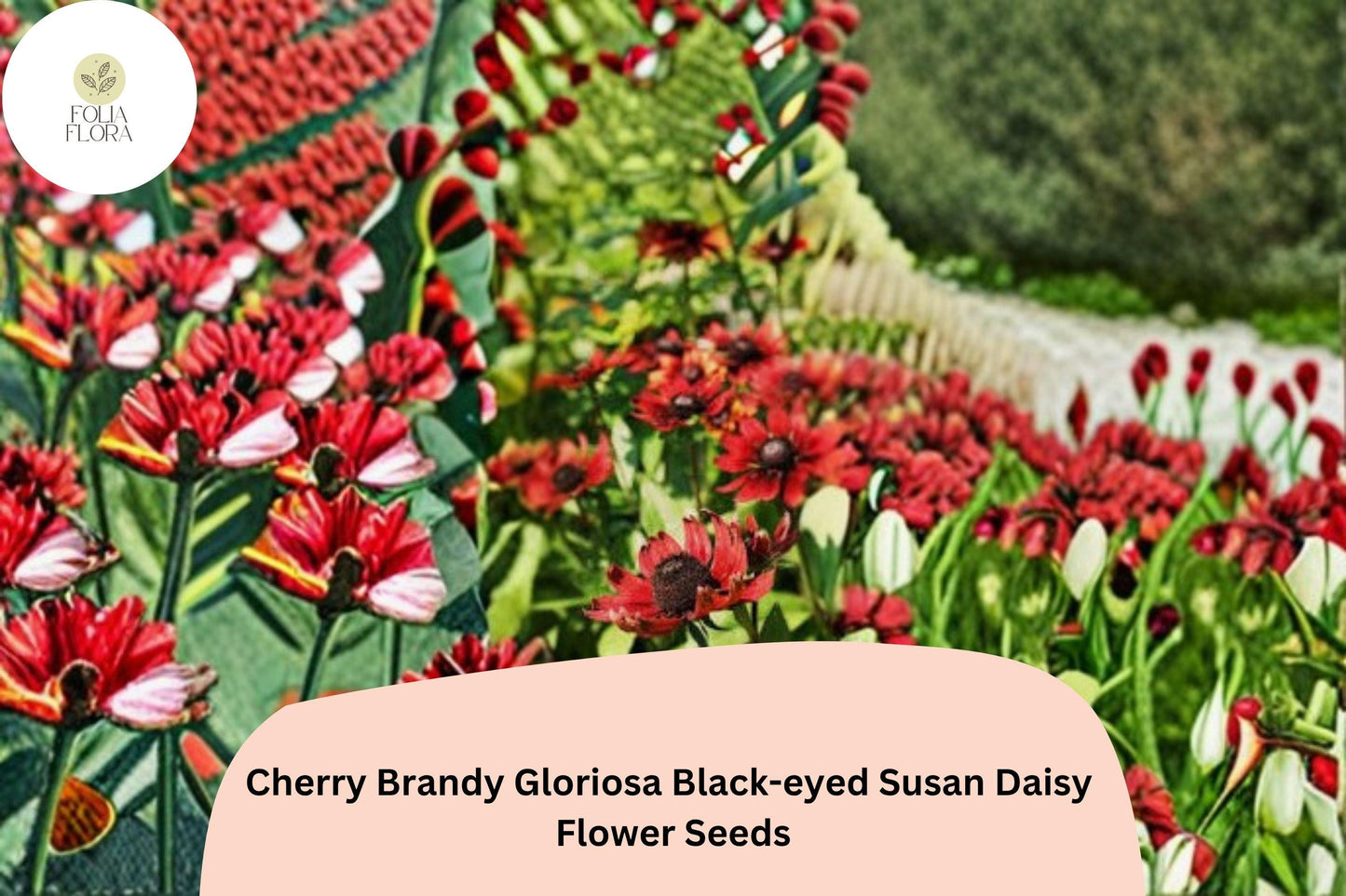 200+ Cherry Brandy Black-eyed Susan Daisy Seeds | Rudbeckia hirta | Deep Red Garden Flowers for Pollinator Borders