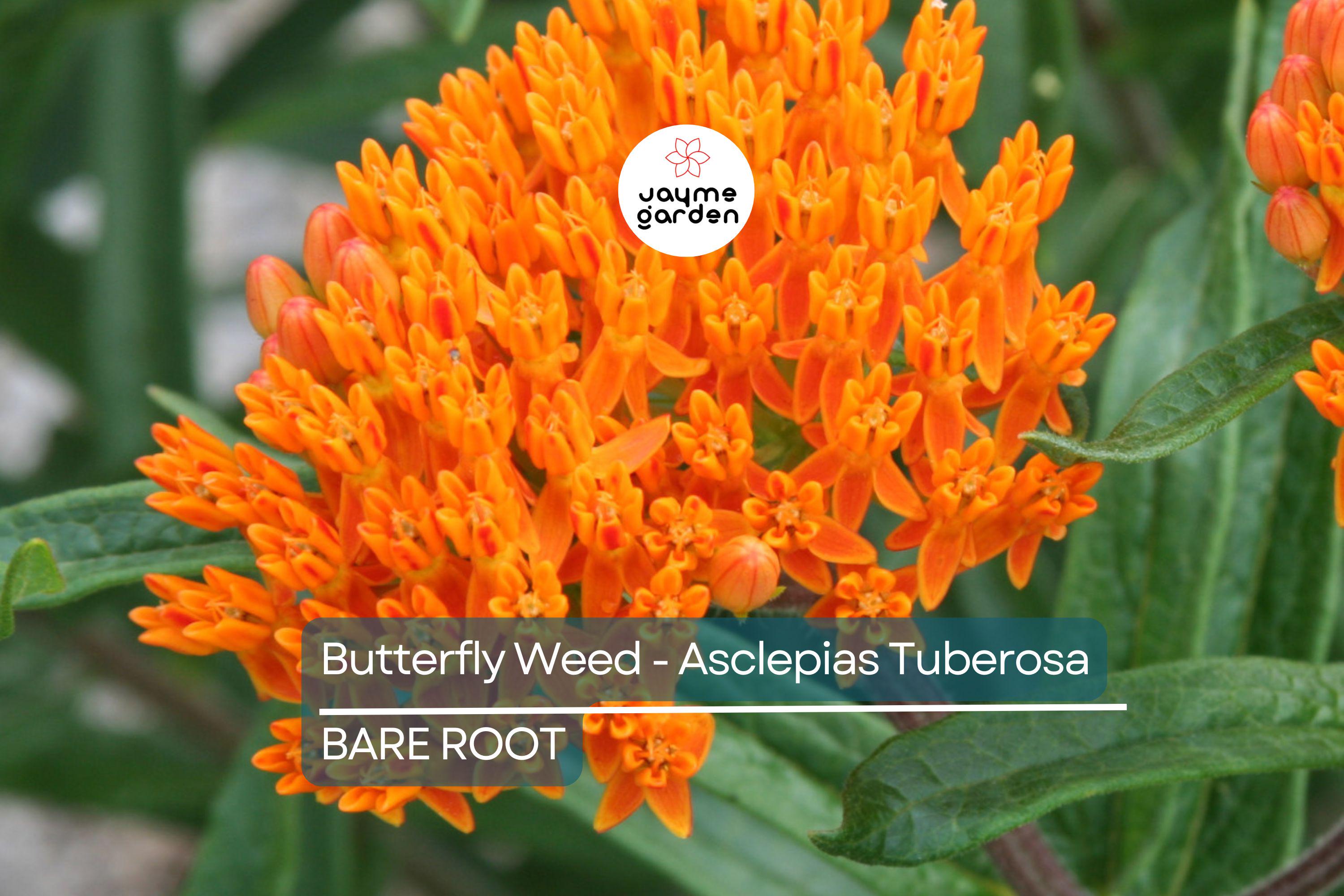 10 Butterfly Weed Plants (Asclepias Tuberosa) | Perennial Bare Root | Monarch Host Plant | Drought-Tolerant & Pollinator-Friendly