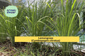 Lemongrass Live Plants – 3 Fully Rooted Stalks Ready to Plant, Organic Cymbopogon citratus for Garden & Culinary Use