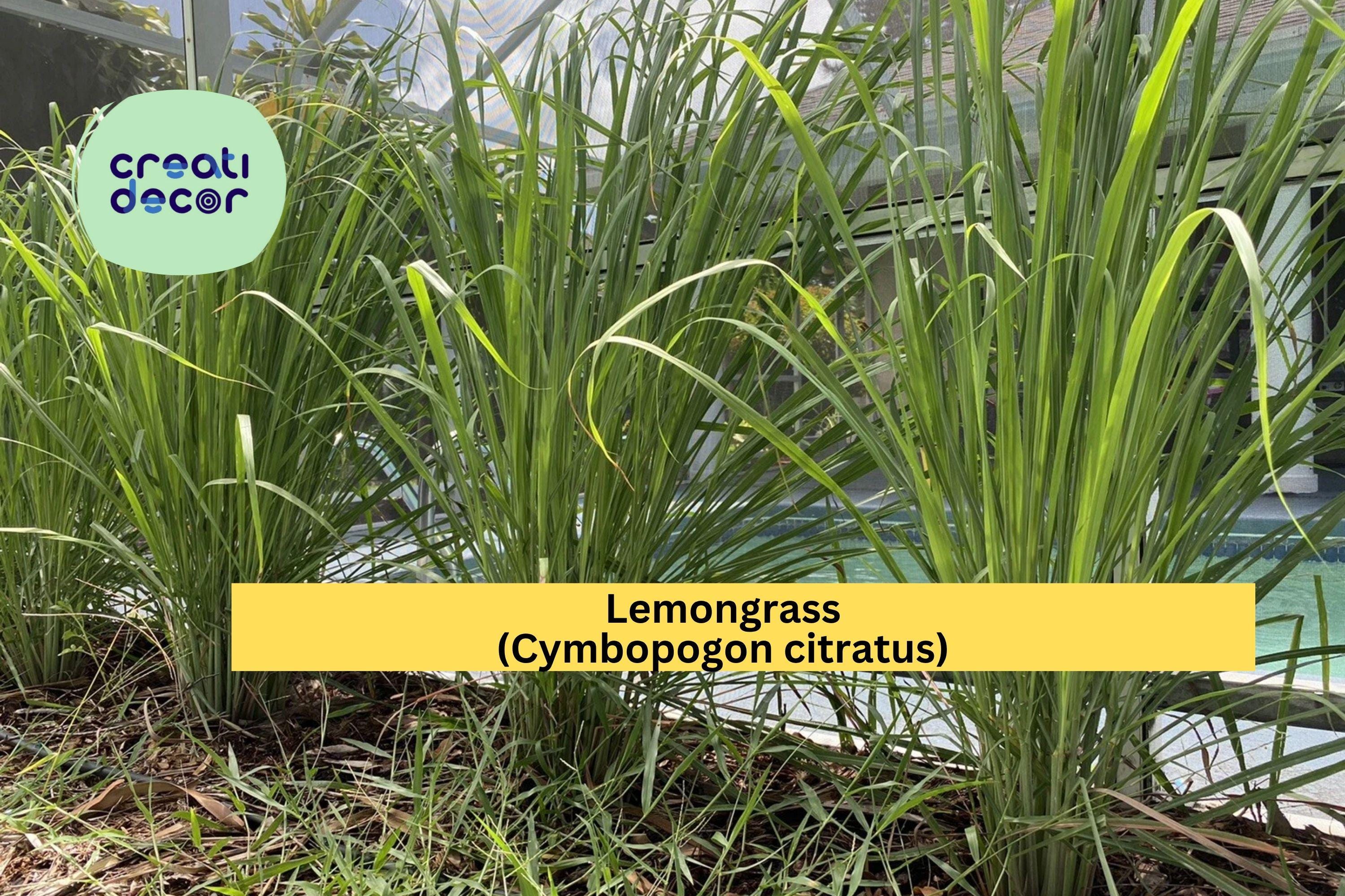 Lemongrass Live Plants – 3 Fully Rooted Stalks Ready to Plant, Organic Cymbopogon citratus for Garden & Culinary Use