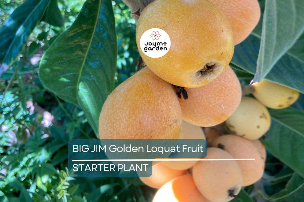 BIG JIM Loquat Fruit Tree Starter Plants - Tropical Japanese Chinese Plum - Big Juicy Fruit, Ready to Grow