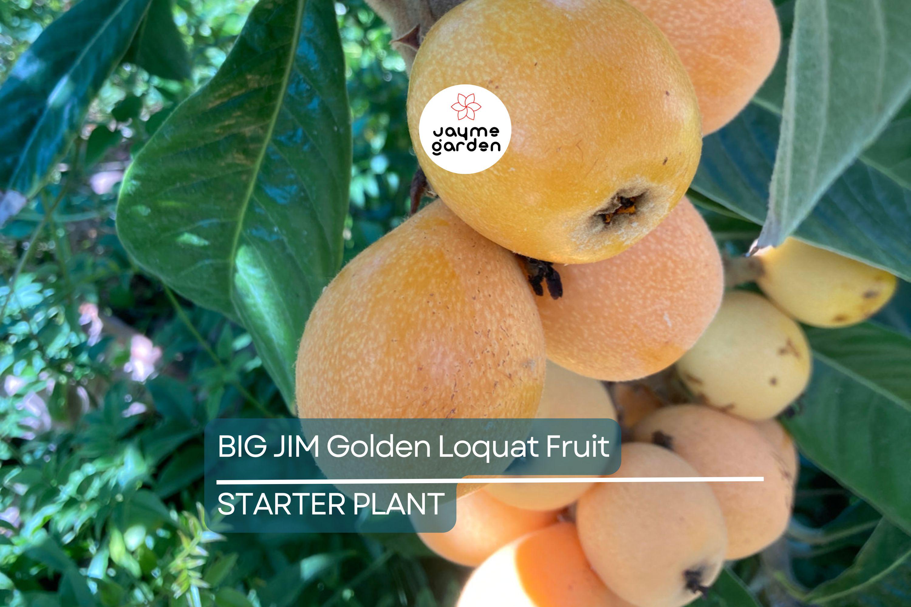 BIG JIM Loquat Fruit Tree Starter Plants - Tropical Japanese Chinese Plum - Big Juicy Fruit, Ready to Grow