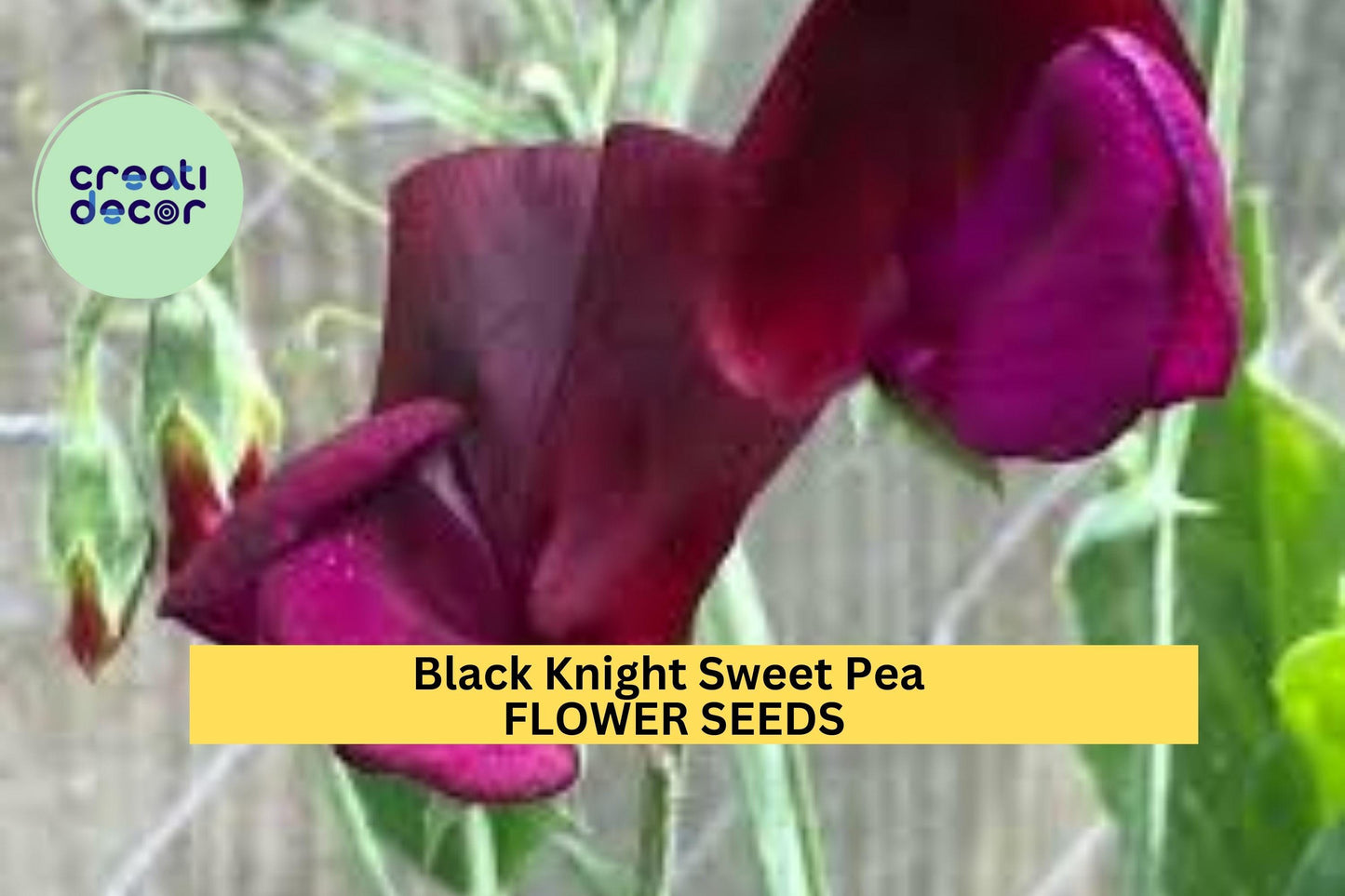 50+ Black Knight Sweet Pea Seeds – Deep Maroon Fragrant Blooms for Garden Planting, Climbing Vines for Trellises & Bouquets – USA